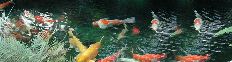 Olympia Pools Olympia Pools